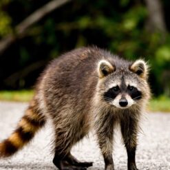 Lambert baby Raccoon