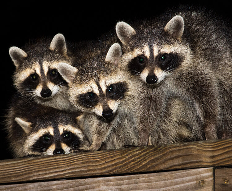 Raccoon Care Center Woodland Welcome