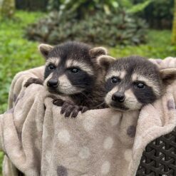 Twin Raccoon Joy and joyceline 7 weeks
