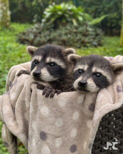 Twin Raccoon Joy and joyceline 7 weeks