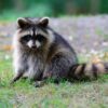 Raccoons for sale and adoption Texas Bulk offer