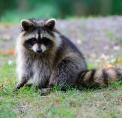 Raccoons for sale and adoption Texas Bulk offer