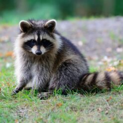 Raccoons for sale and adoption Texas Bulk offer