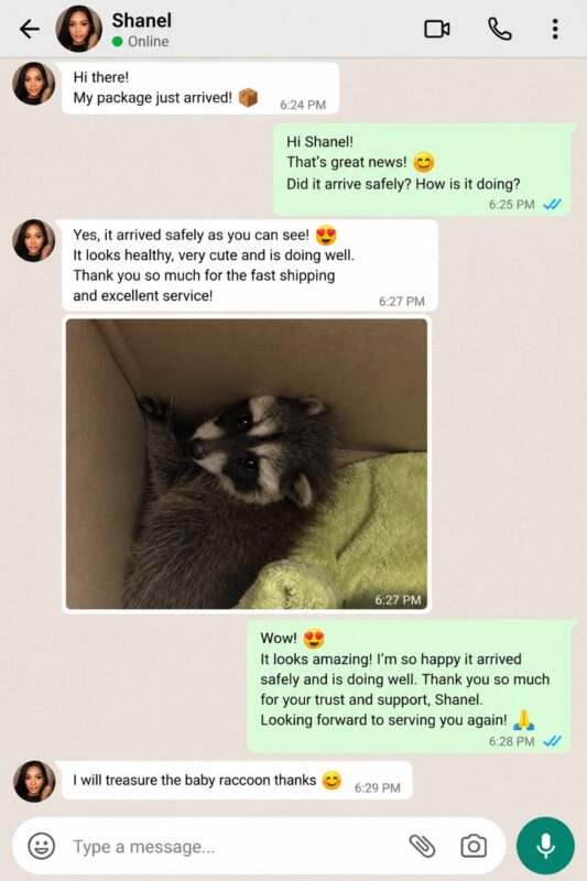 Raccoon Care And Adopt