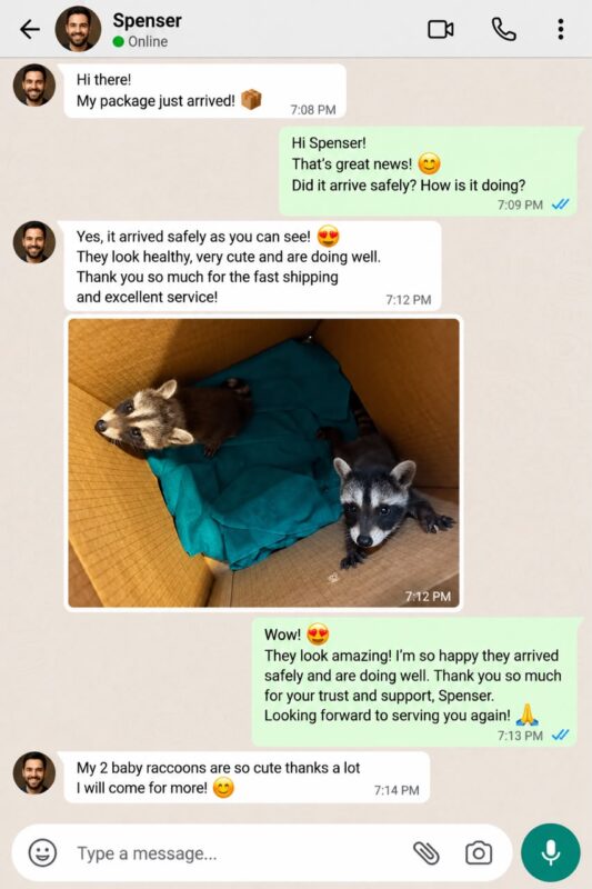 Raccoon Care And Adopt