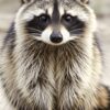 Joel Male Raccoon 6 Weeks