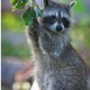 Sandra female Raccoon 6 weeks