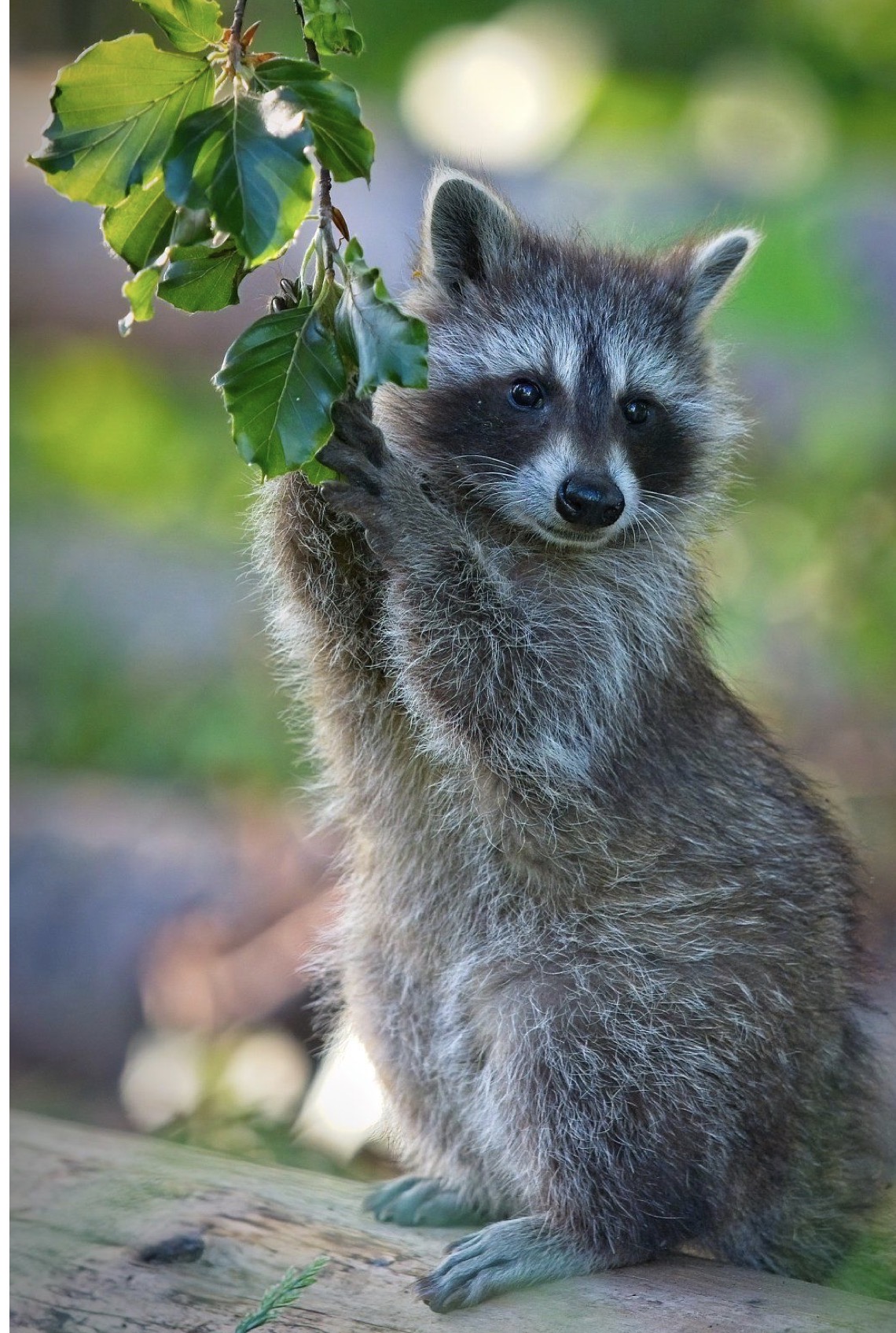 Sandra female Raccoon 6 weeks Sandra female Raccoon 6 weeks