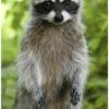 Alexander male raccoon 7 weeks