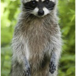 Alexander male raccoon 7 weeks