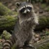 Leonie Raccoon 7 weeks
