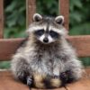 Indiana Female Raccoon 7 weeks
