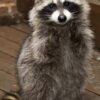 Rachael Baby Raccoon 8 weeks
