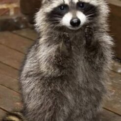 Rachael Baby Raccoon 8 weeks