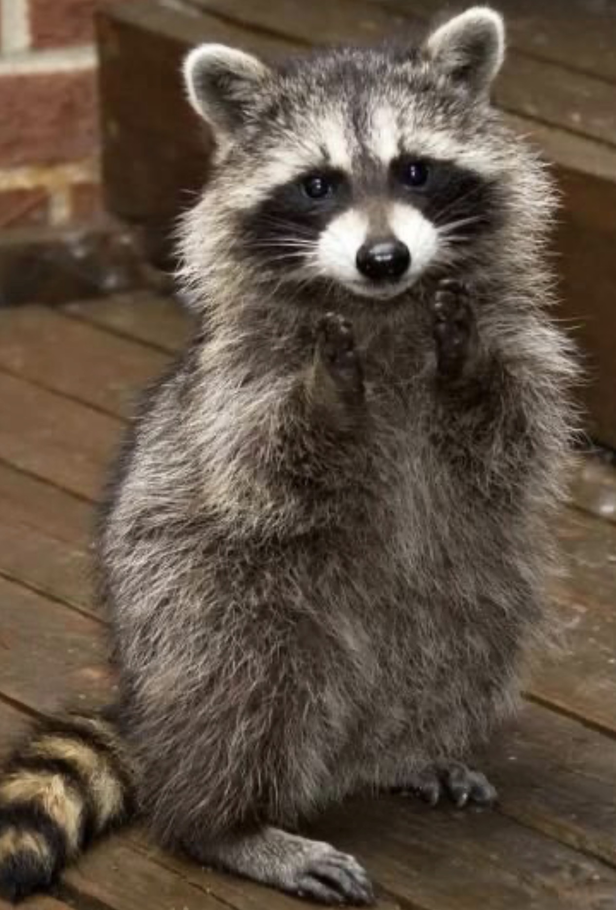Rachael Baby Raccoon 8 weeks Rachael Baby Raccoon 8 weeks