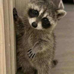 Ben Male Raccoon 8 weeks