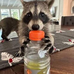 Anni Famale Raccoon 5 and A Half Weeks