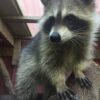 Gerald Male Raccoon 5 weeks