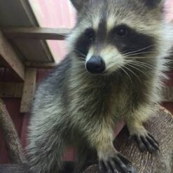 Gerald Male Raccoon 5 weeks