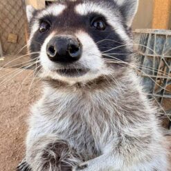 Alain Male Raccoon 8 Weeks