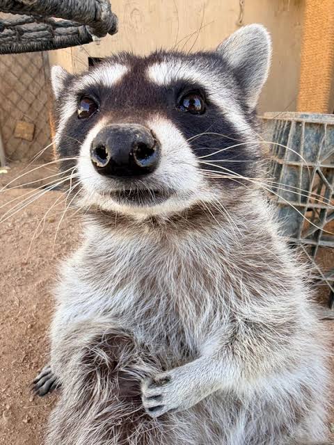 Alain Male Raccoon 8 Weeks Alain Male Raccoon 8 Weeks