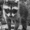 Petit Raton Raccoon 6 Weeks